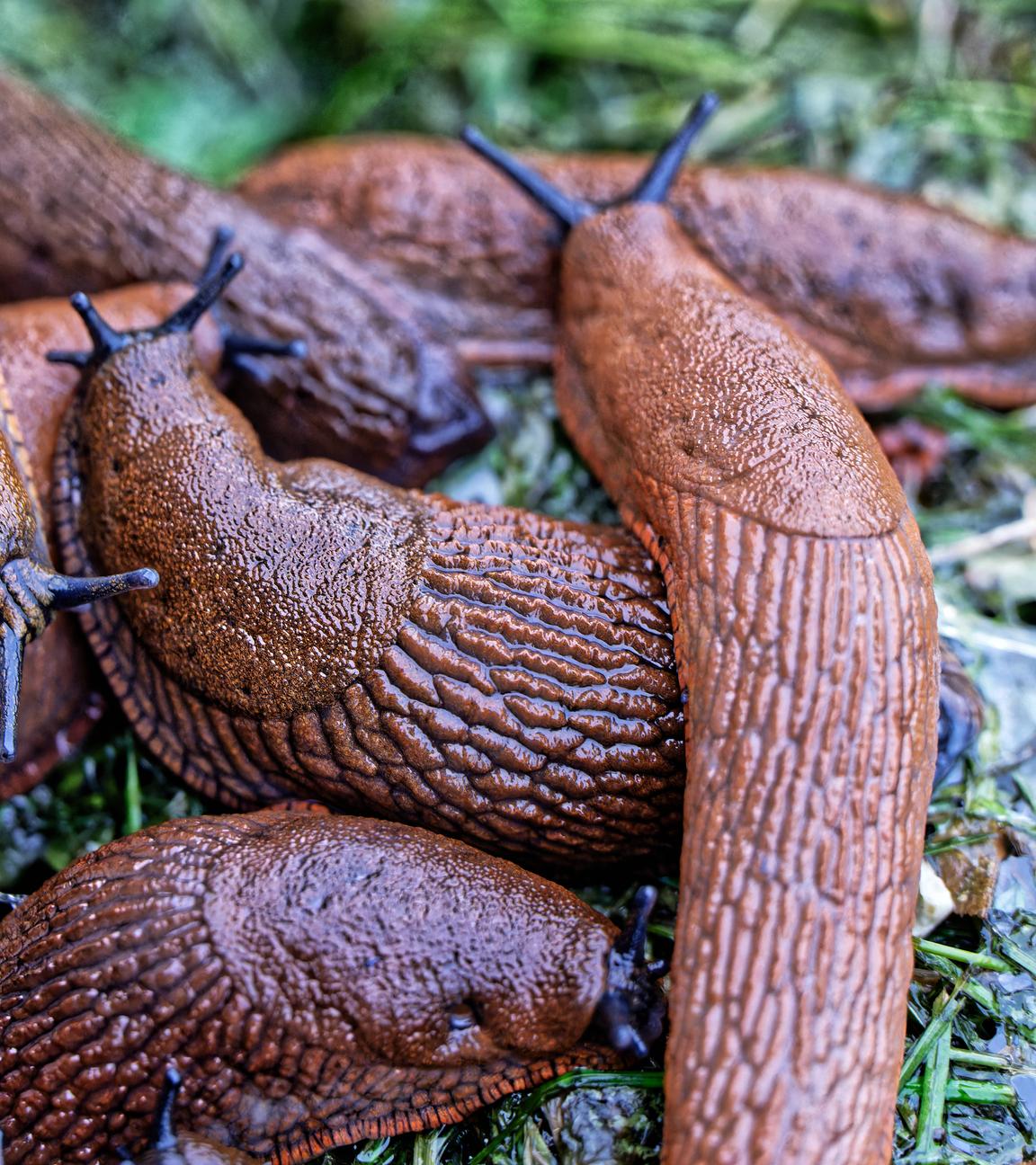 Mehrere Schnecken übereinander in einem Garten