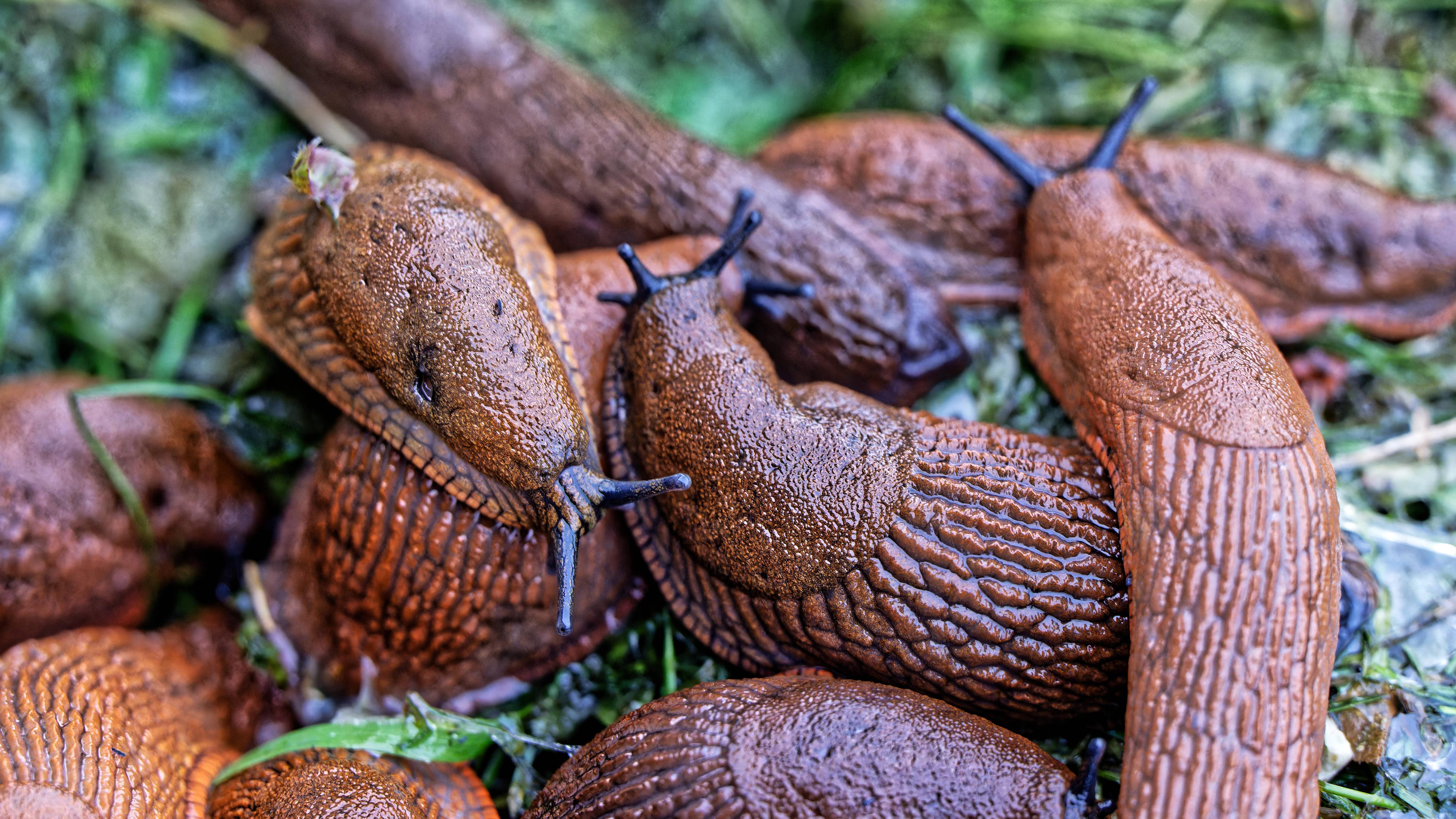 Mehrere Schnecken übereinander in einem Garten