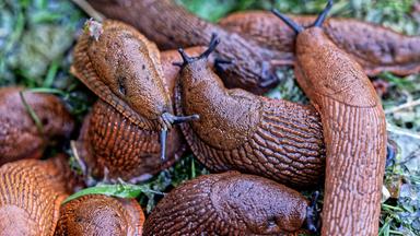 Mehrere Schnecken übereinander in einem Garten