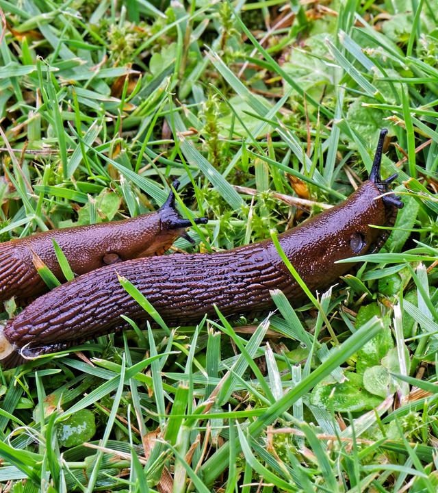 Zwei Nacktschnecken auf dem Rasen im Garten