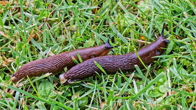 Zwei Nacktschnecken auf dem Rasen im Garten