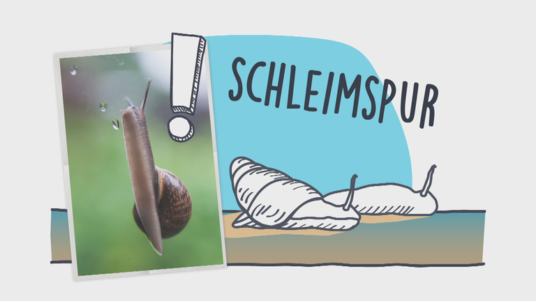 Eine Schnecke an einer Glasscheibe 