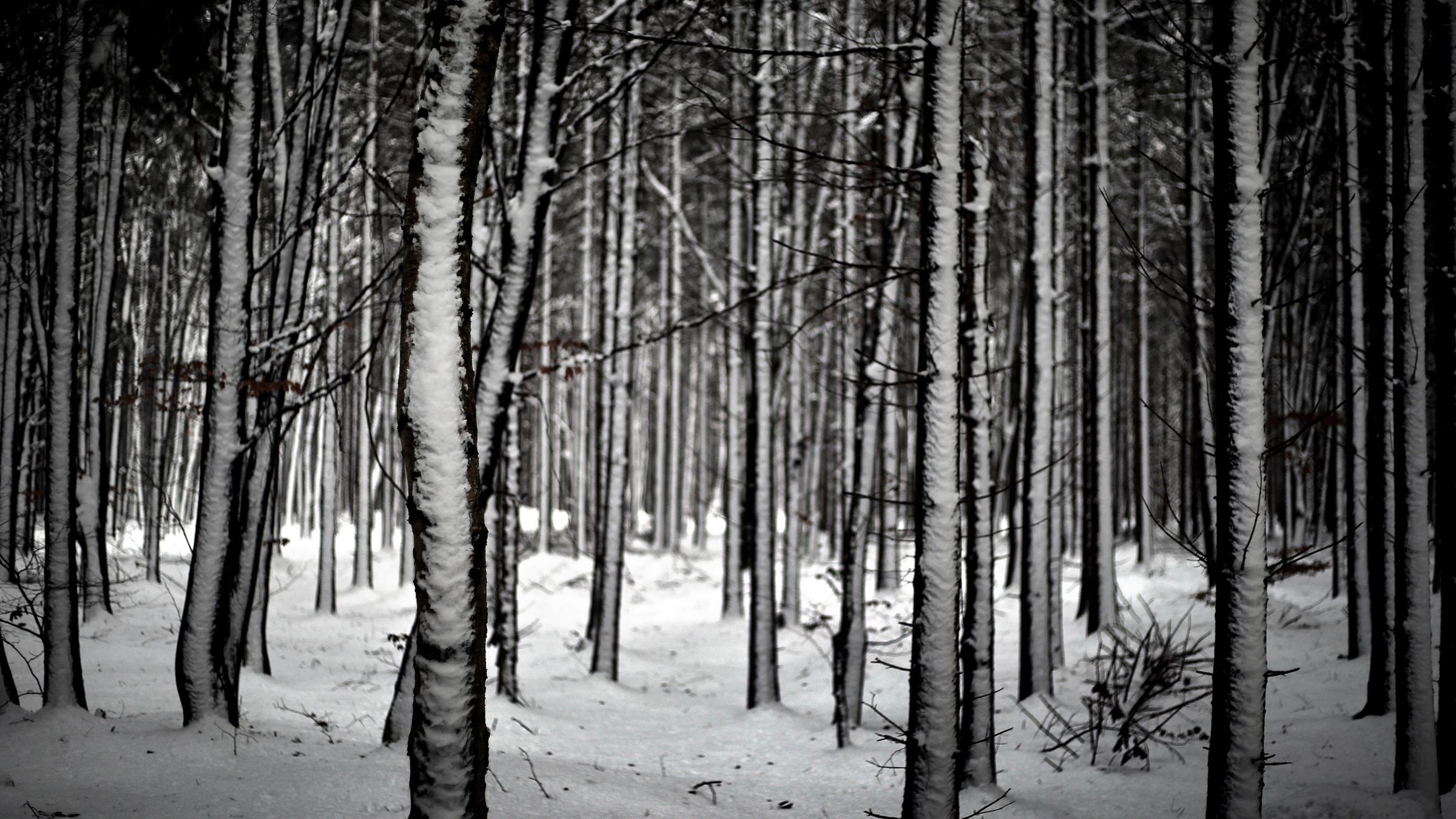 Baumstämme eines Nadelwaldes bei Irsee, Bayern