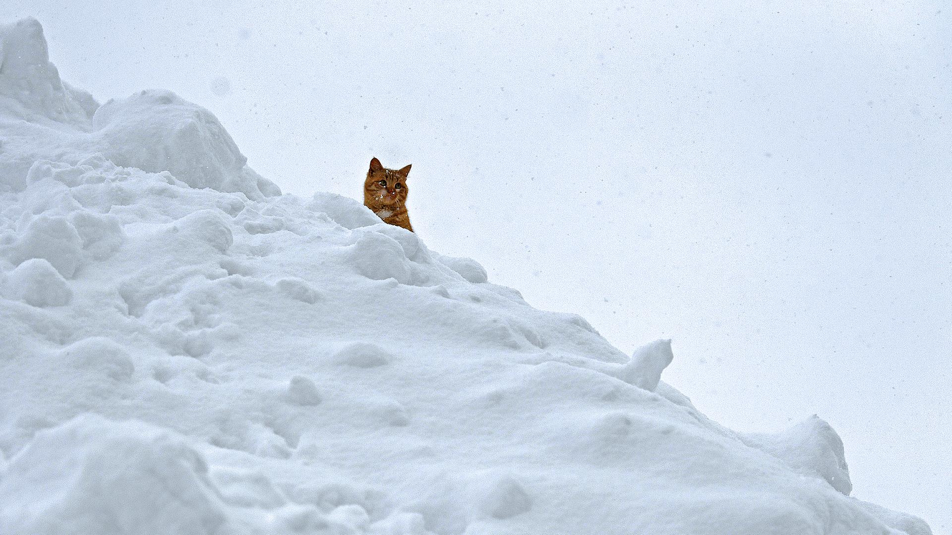 Eine Katze im Schnee, Österreich