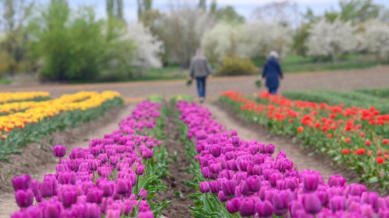 Blühendes Tulpenfeld für Selbstpflücker mit gelben, violetten und roten Tulpen, die in Reihen gepflanzt sind