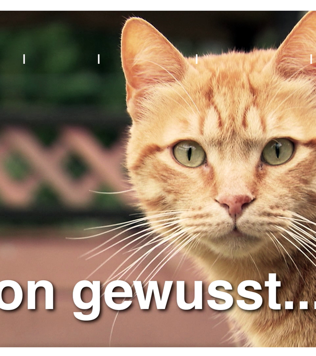 Schon gewusst: Katzenfutter