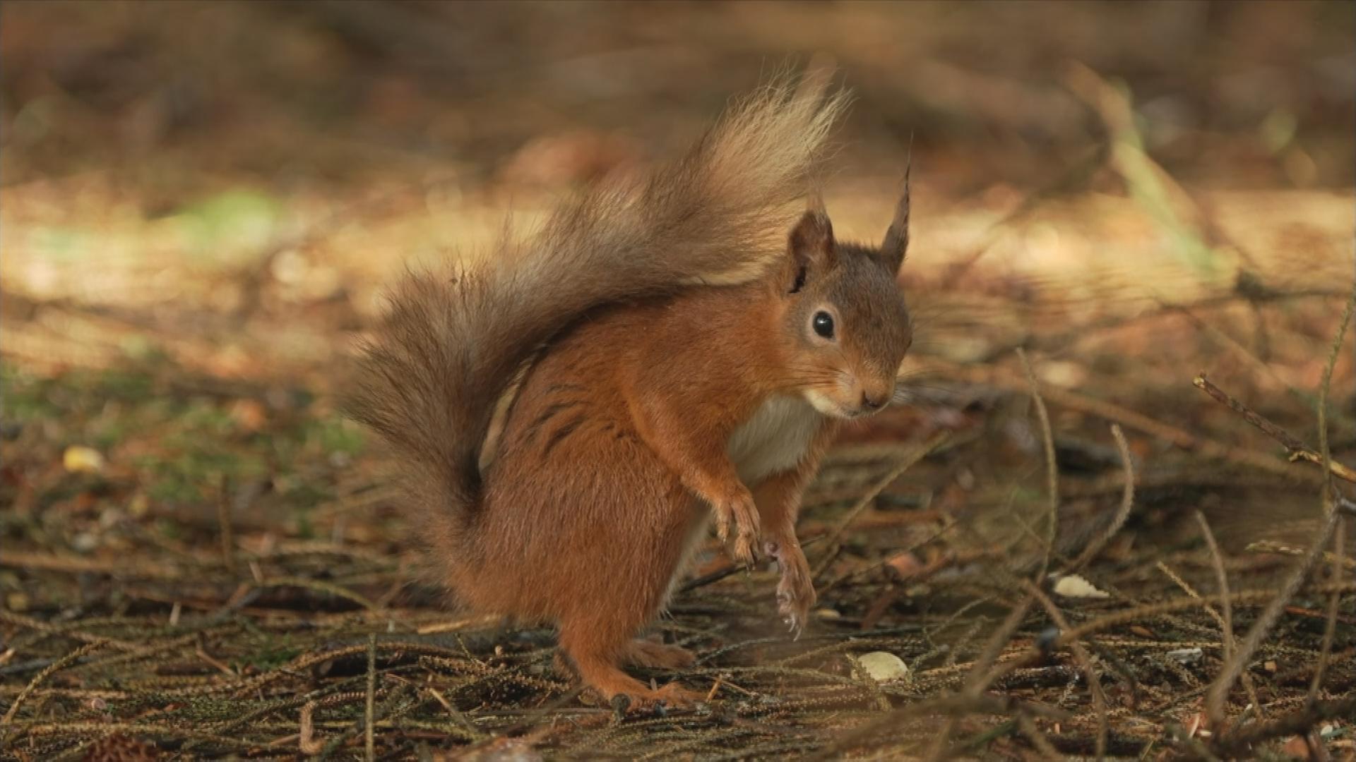 rotes Eichhörnchen