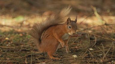 rotes Eichhörnchen