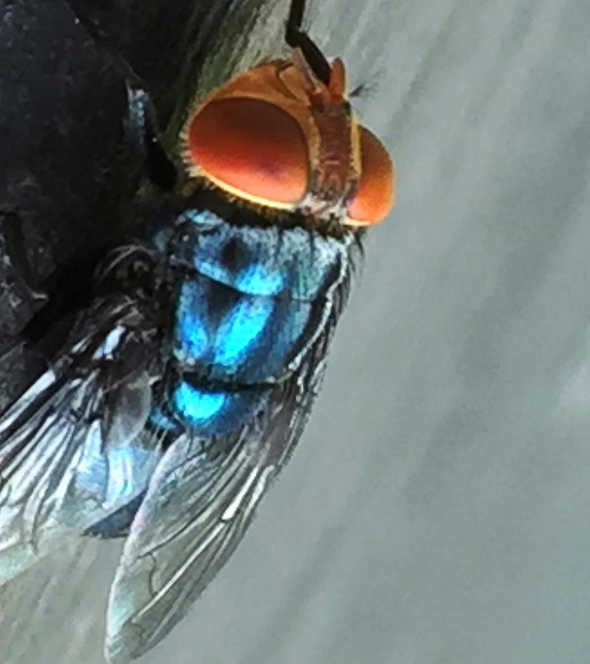 Schraubenwurmfliege