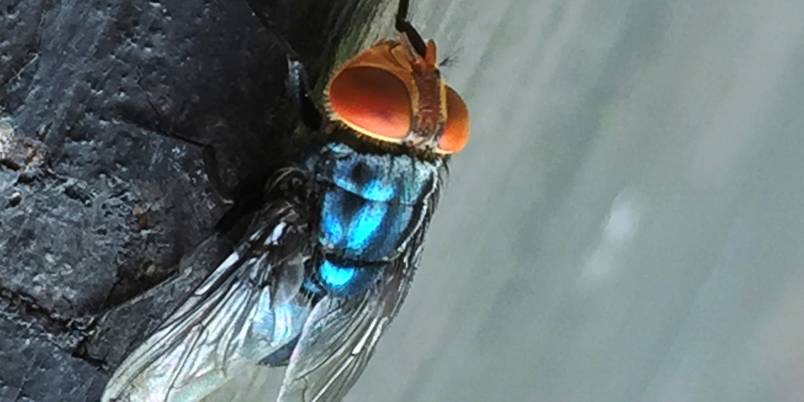 Schraubenwurmfliege