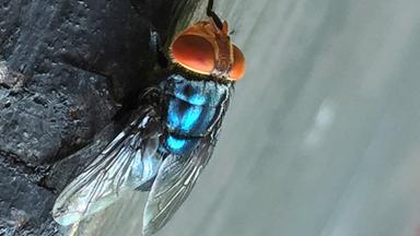 Schraubenwurmfliege