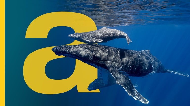 Walmutter mit Baby im Meer