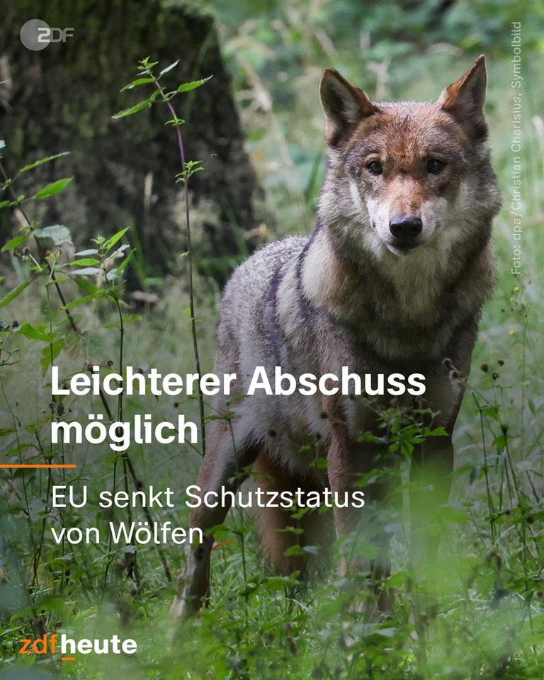 Graphik zur Senkung des Schutzstatus von Wölfen