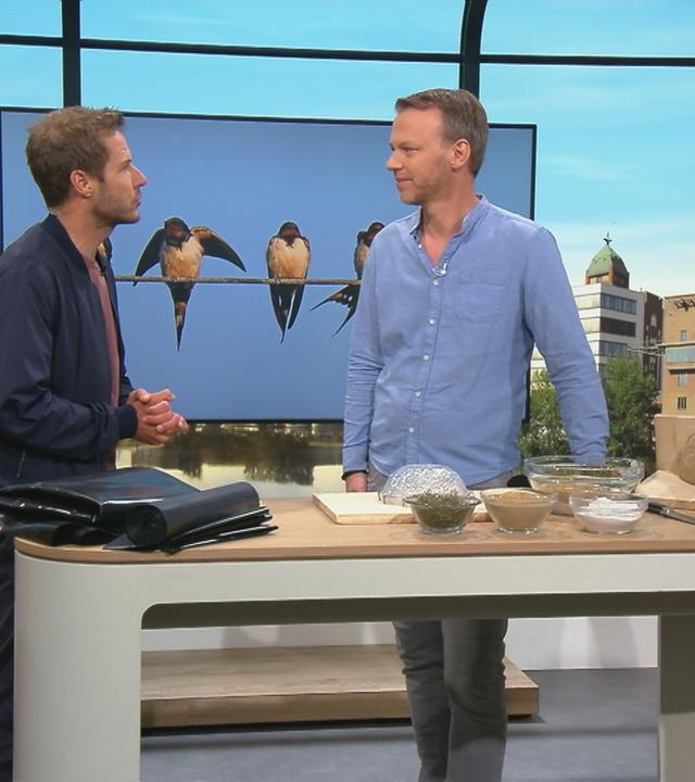Tierschützer Christian Ehrlich gibt Tipps zum Umgang mit Schwalben.