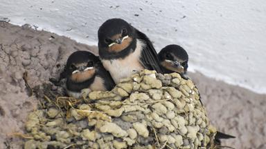 Junge Rauchschwalben im Nest