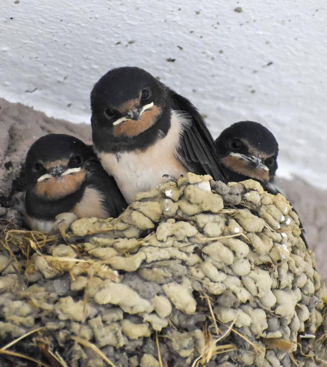Junge Rauchschwalben im Nest