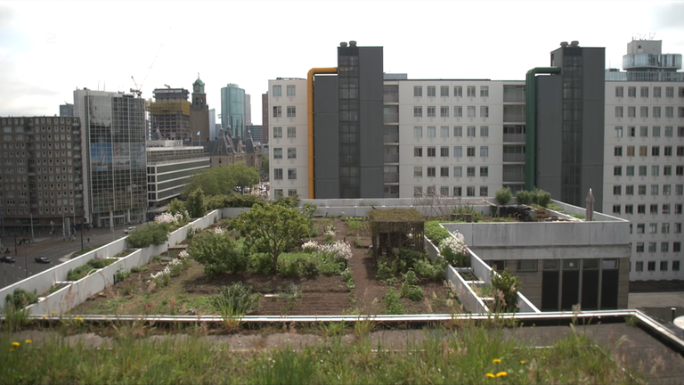 Bepflanztes Schwammdach auf einem Hochhaus in der Stadt.