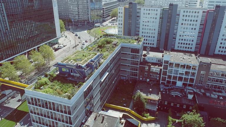 Bepflanztes Hochhausdach in Rotterdamm