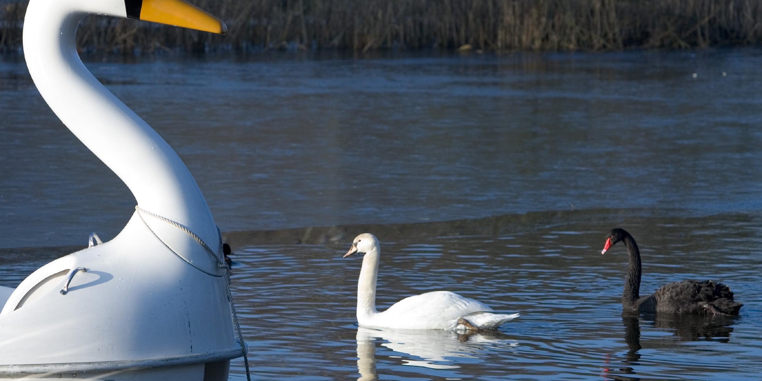 Schwan Petra