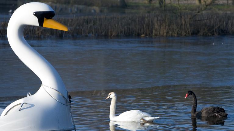Schwan Petra