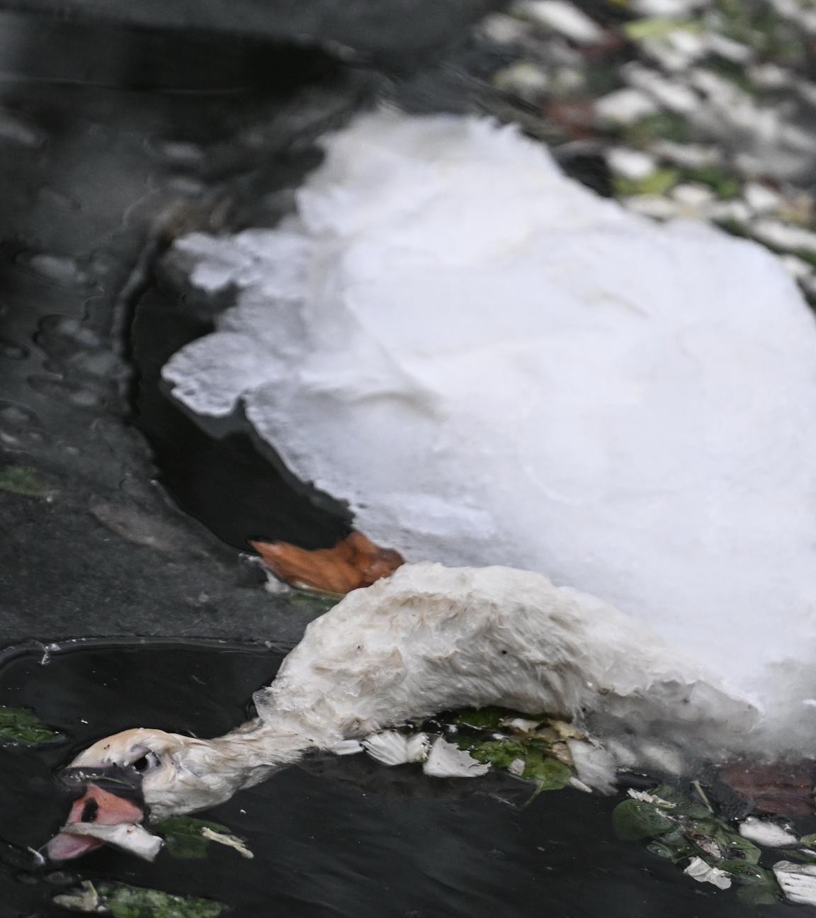 Ein toter Schwan liegt zwischen Eisschollen im Landwehrkanal. 