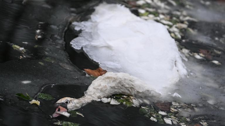 Ein toter Schwan liegt zwischen Eisschollen im Landwehrkanal. 