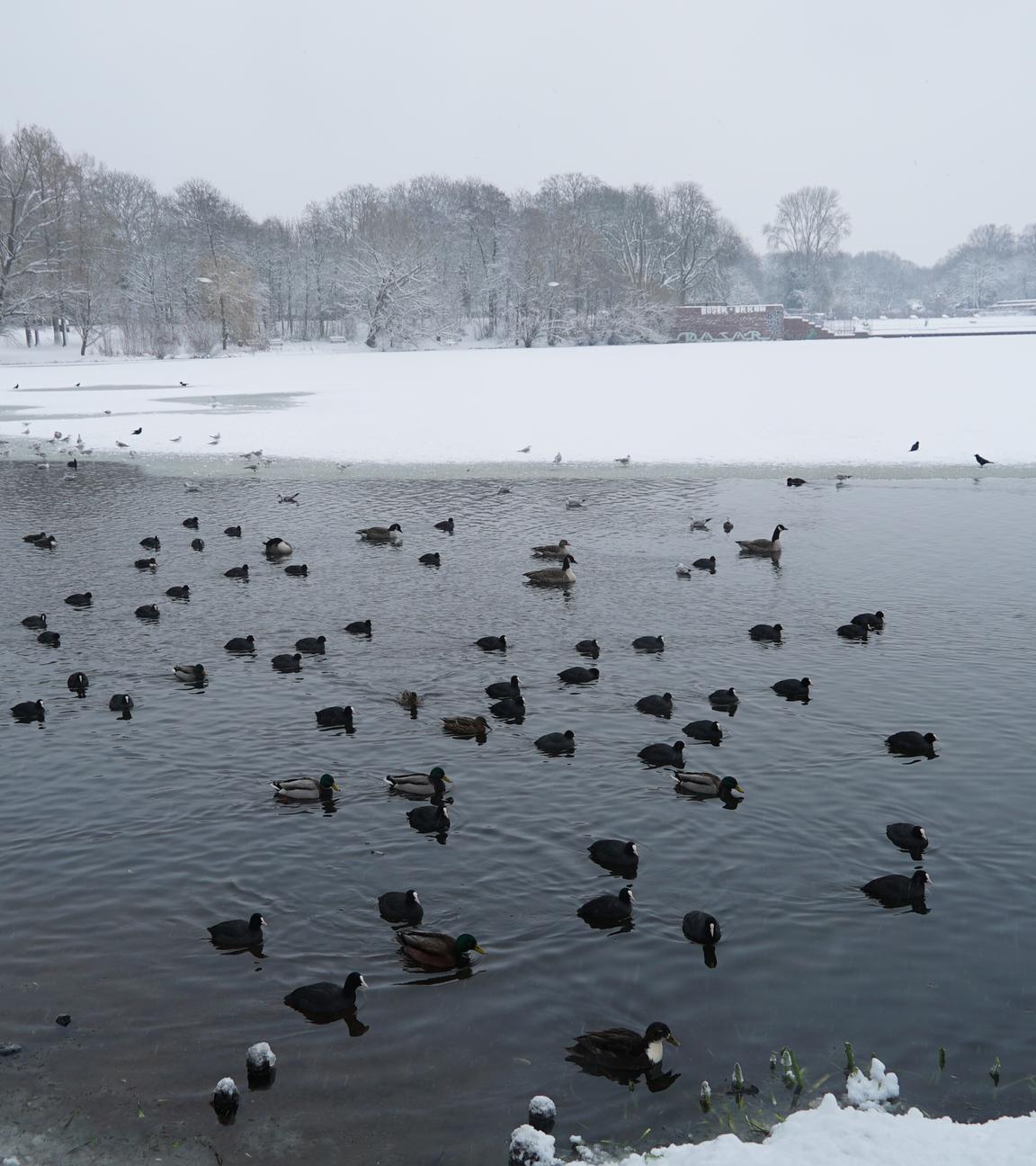 Schwäne auf teilweise zugefrorenem Gewässer in Hamburg