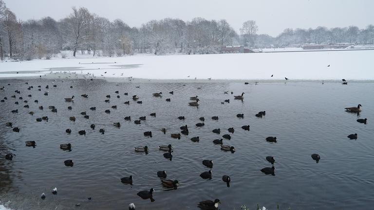 Schwäne auf teilweise zugefrorenem Gewässer in Hamburg