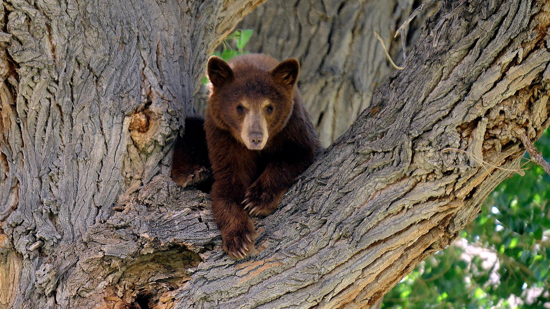 Ein Schwarzbärjunges blickt von einer Pappel herab, aufgenommen am 02.09.2010 Kalifornien, USA