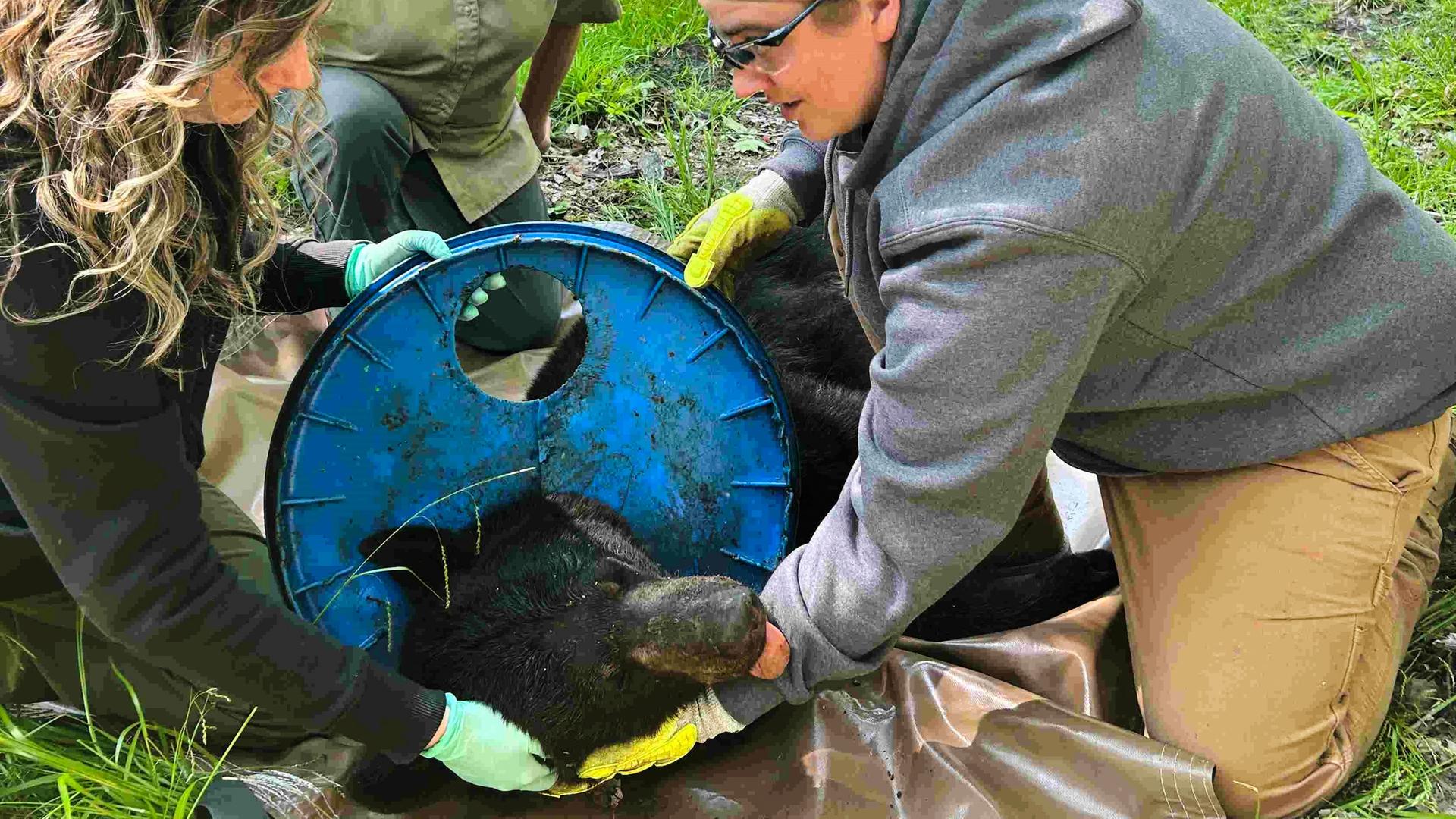 Ein Schwarzbär wird von einem Plastikdeckel befreit, in dem er sich zwei Jahre zuvor ververfangen hatte.