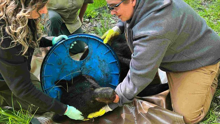 Ein Schwarzbär wird von einem Plastikdeckel befreit, in dem er sich zwei Jahre zuvor ververfangen hatte.