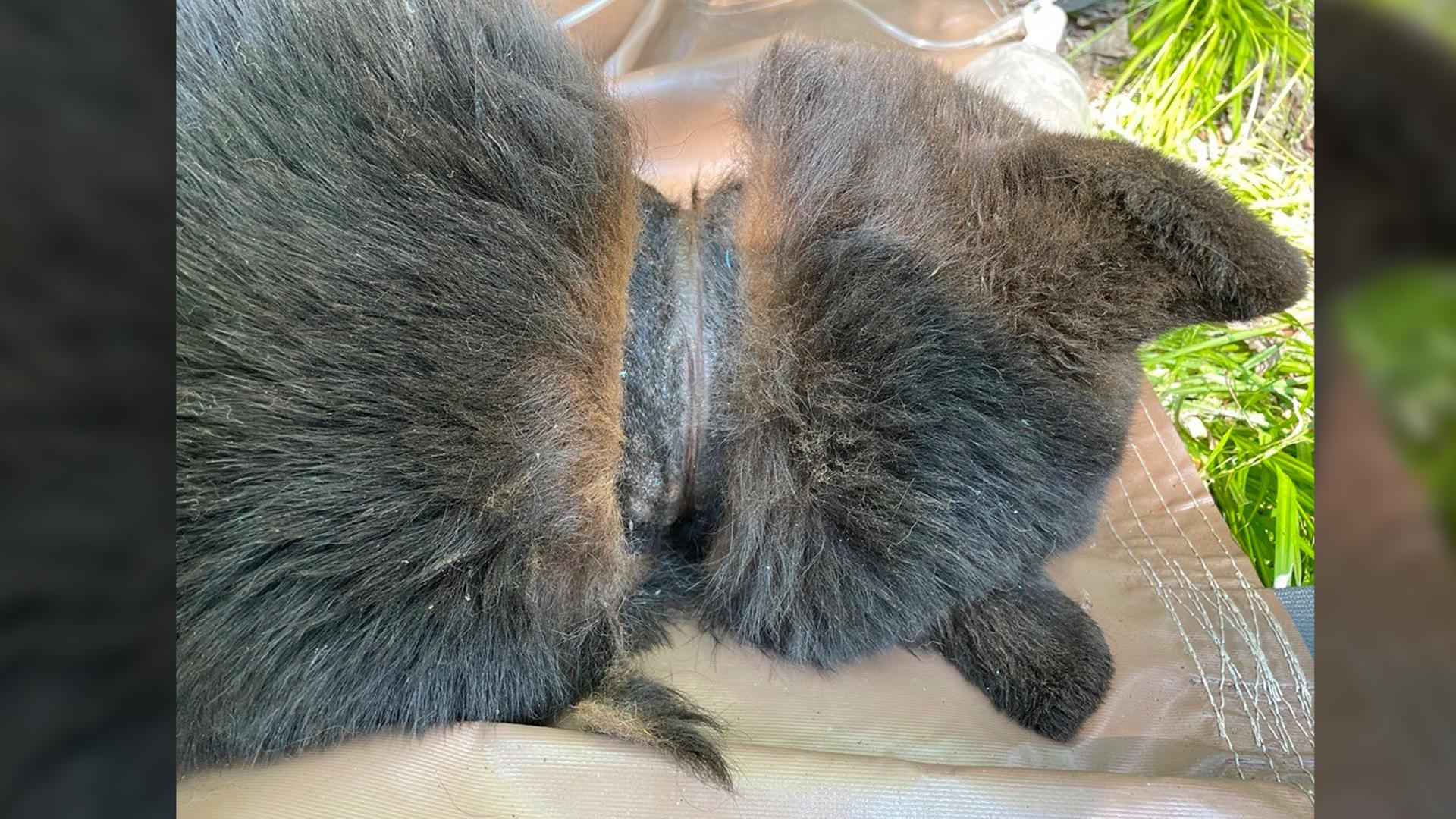 Ein Schwarzbär wird von einem Plastikdeckel befreit, in dem er sich zwei Jahre zuvor ververfangen hatte.