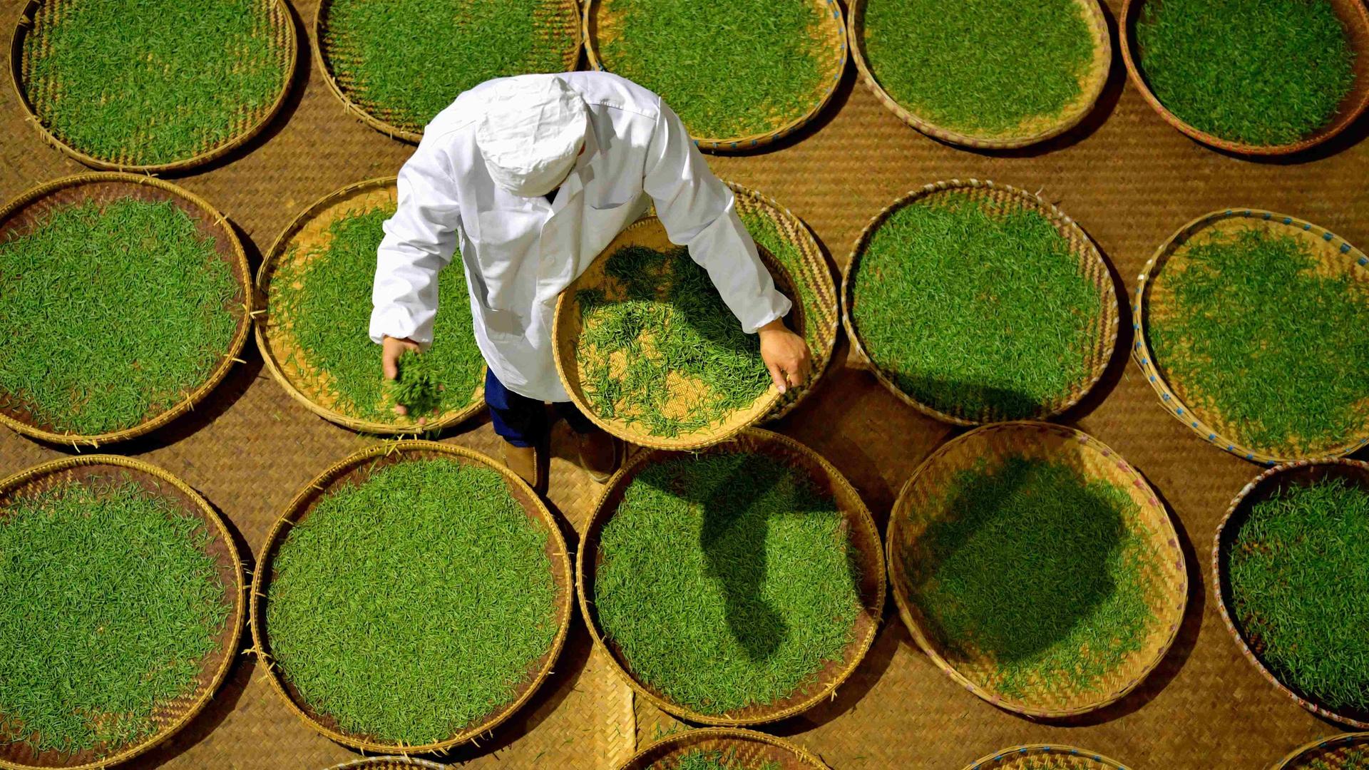 Ein Teeproduzent bereitet Teeblätter von schwarzem Tee vor