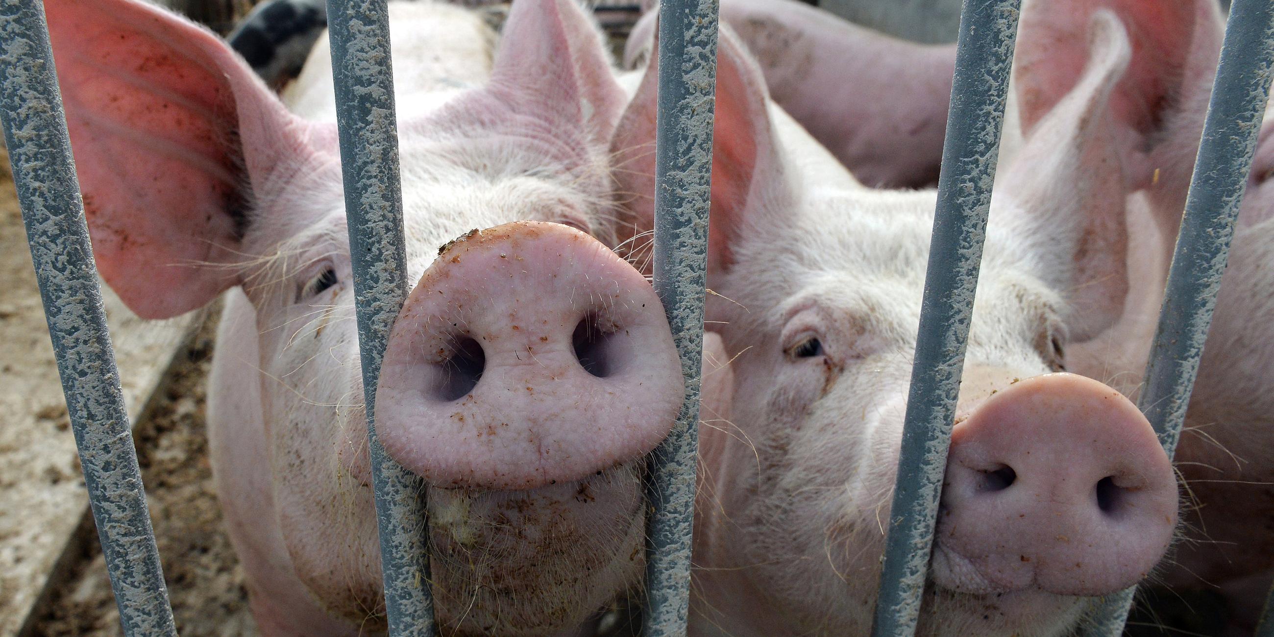 Zwei Schweine stehen am 10.07.2017 in Gut Lanke (Brandenburg) auf einem Ökohof 