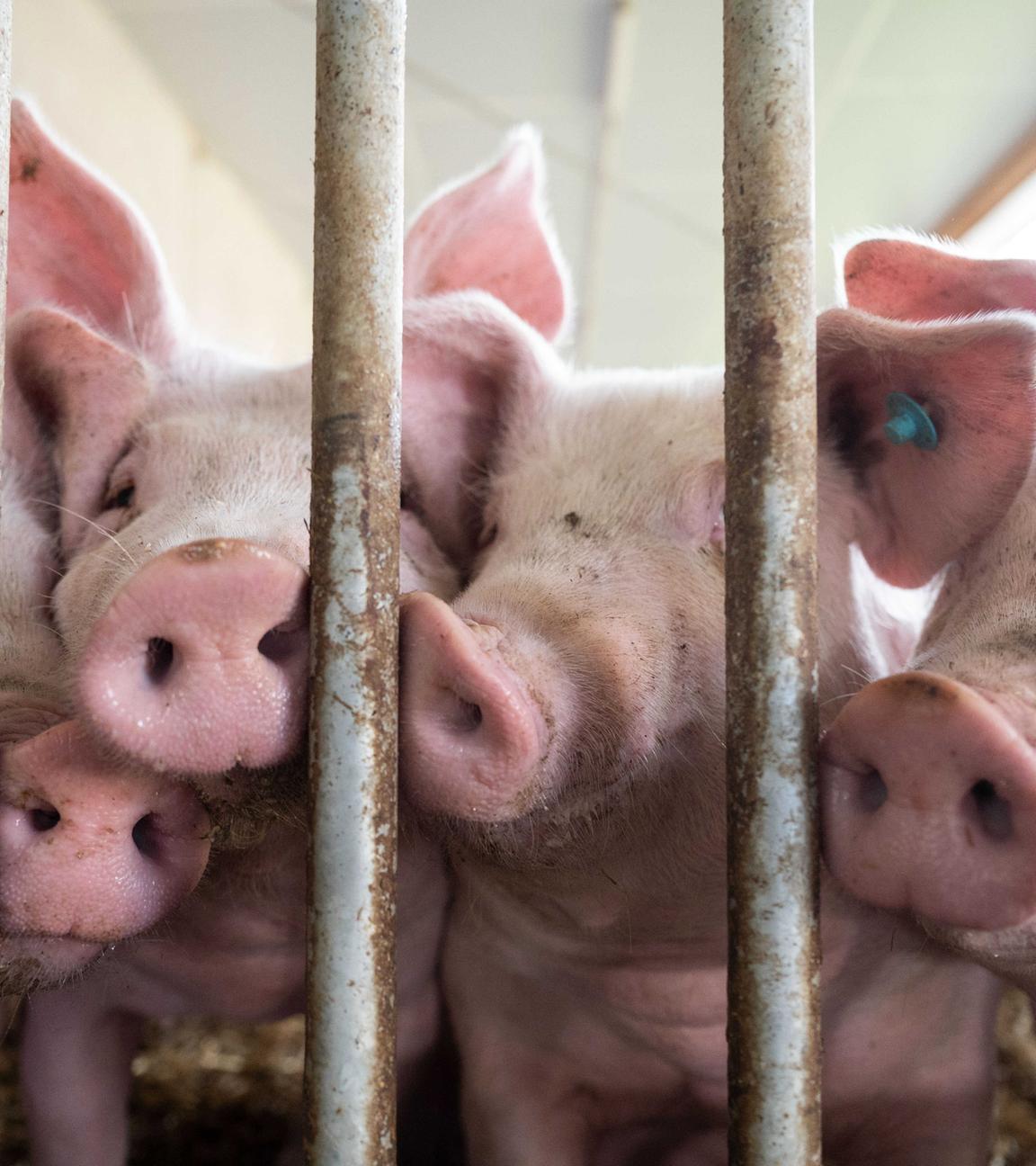 Schweine hinter Metallstäben in einem Stall