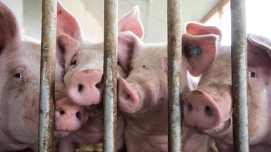 Schweine hinter Metallstäben in einem Stall