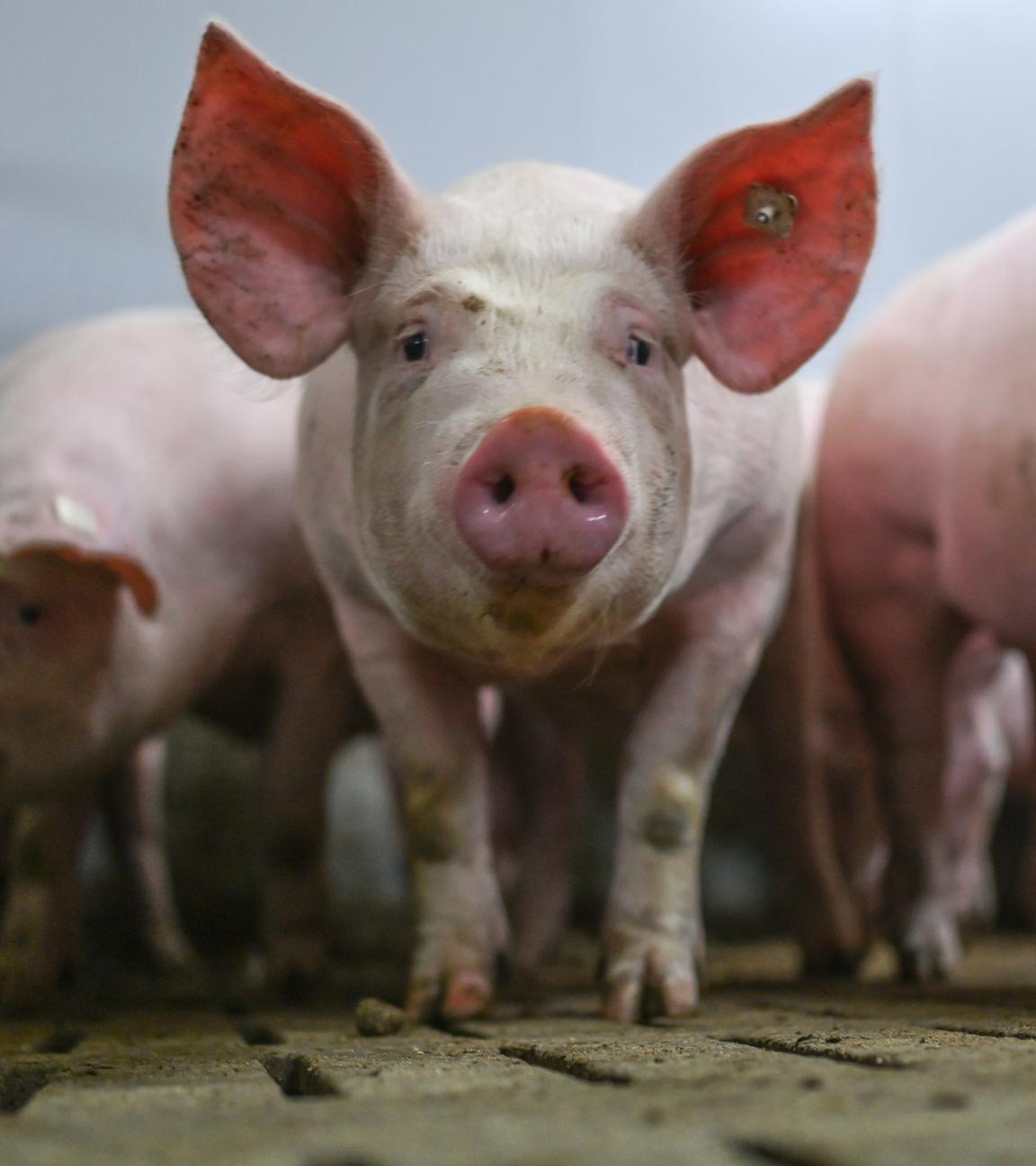 Schweine in Mastbetrieb in einem Stall mit Vollspaltenböden