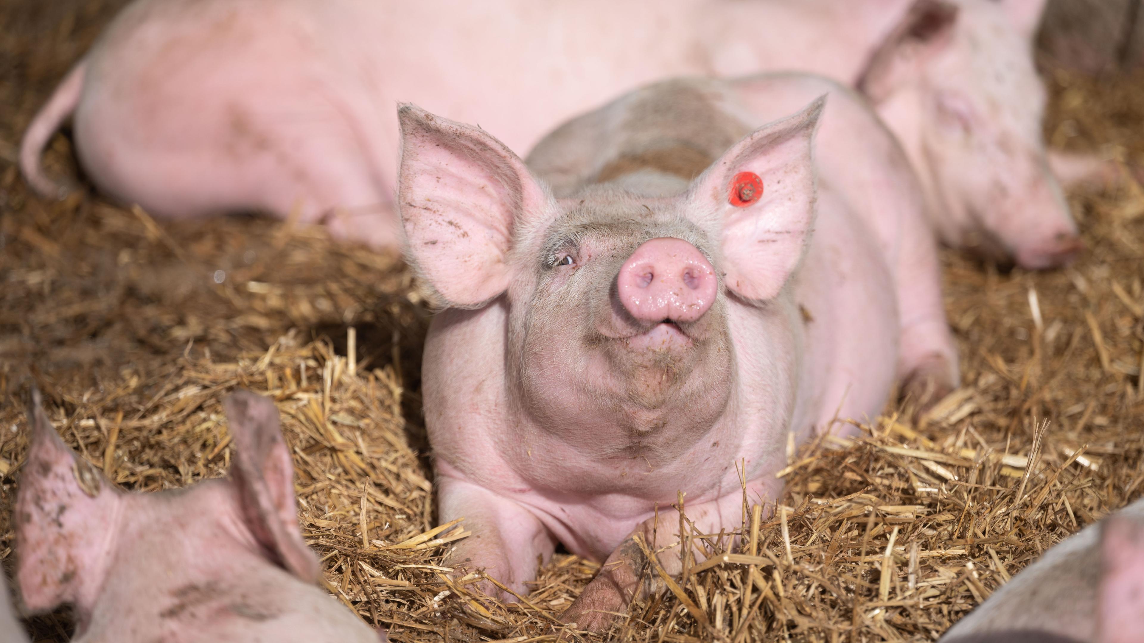 Baden-Württemberg, Böhmenkirch: Schweine liegen in der Bucht eines Tierwohl-Schweinestalls.
