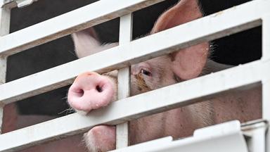 Symbolfoto Tiertransport Mastschweine