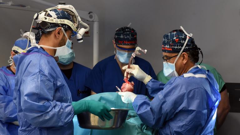 Chirugen stehen im OP-Raum und halten ein Schweineherz mit dem Skapell.