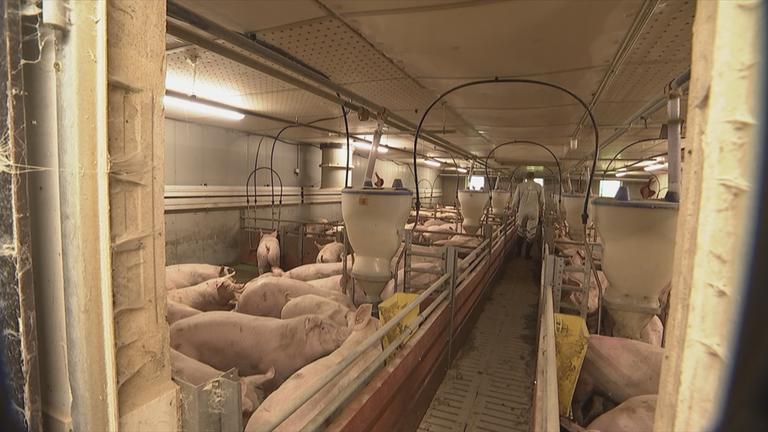 Die Schweinepest breitet sich aus