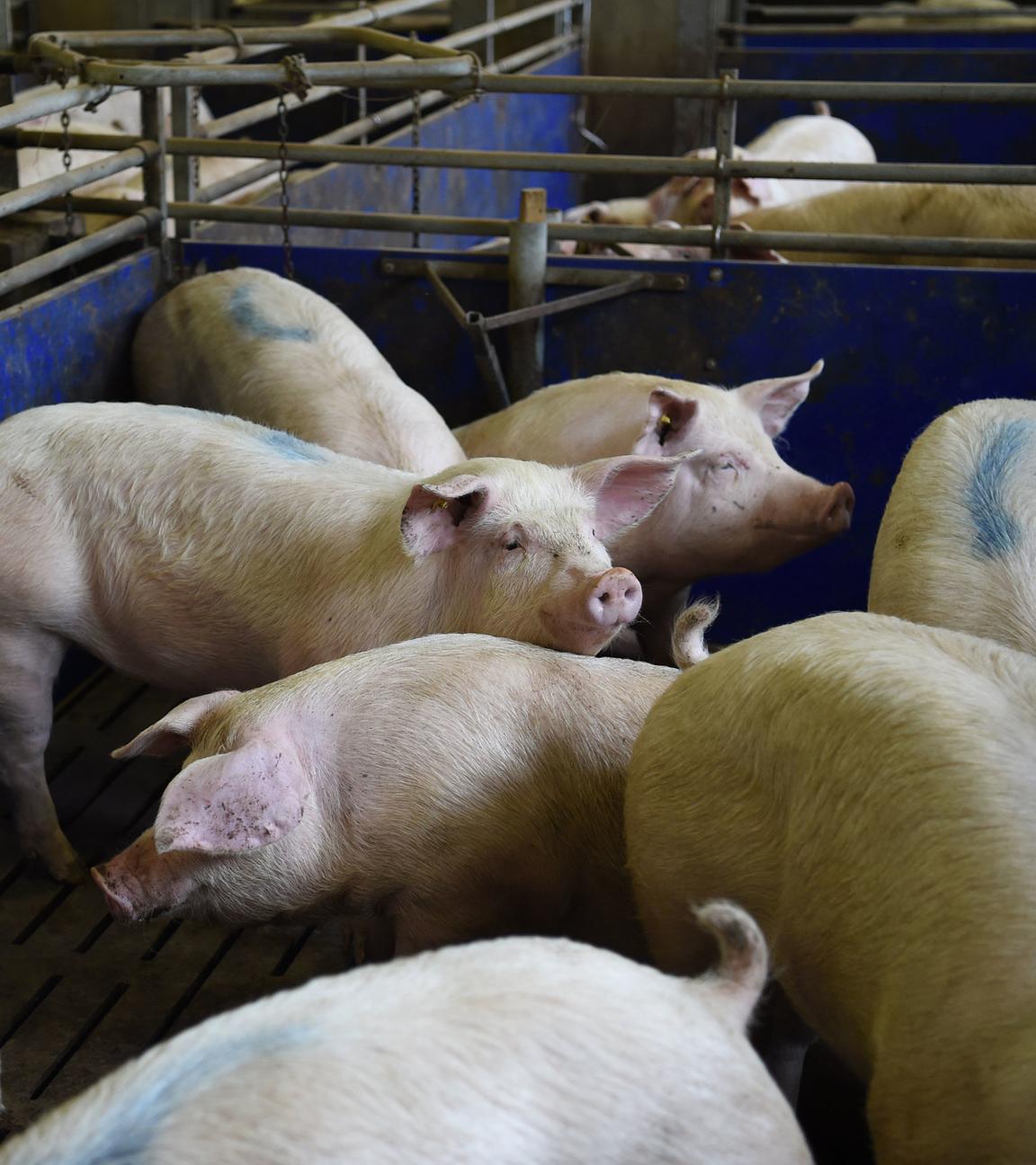 Schweinezucht - Typical