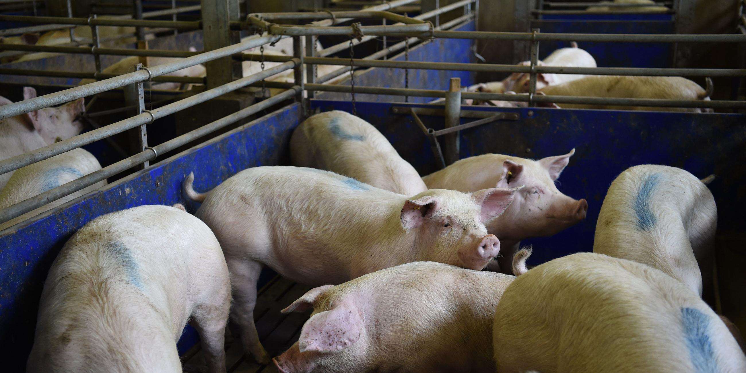 Schweinezucht - Typical