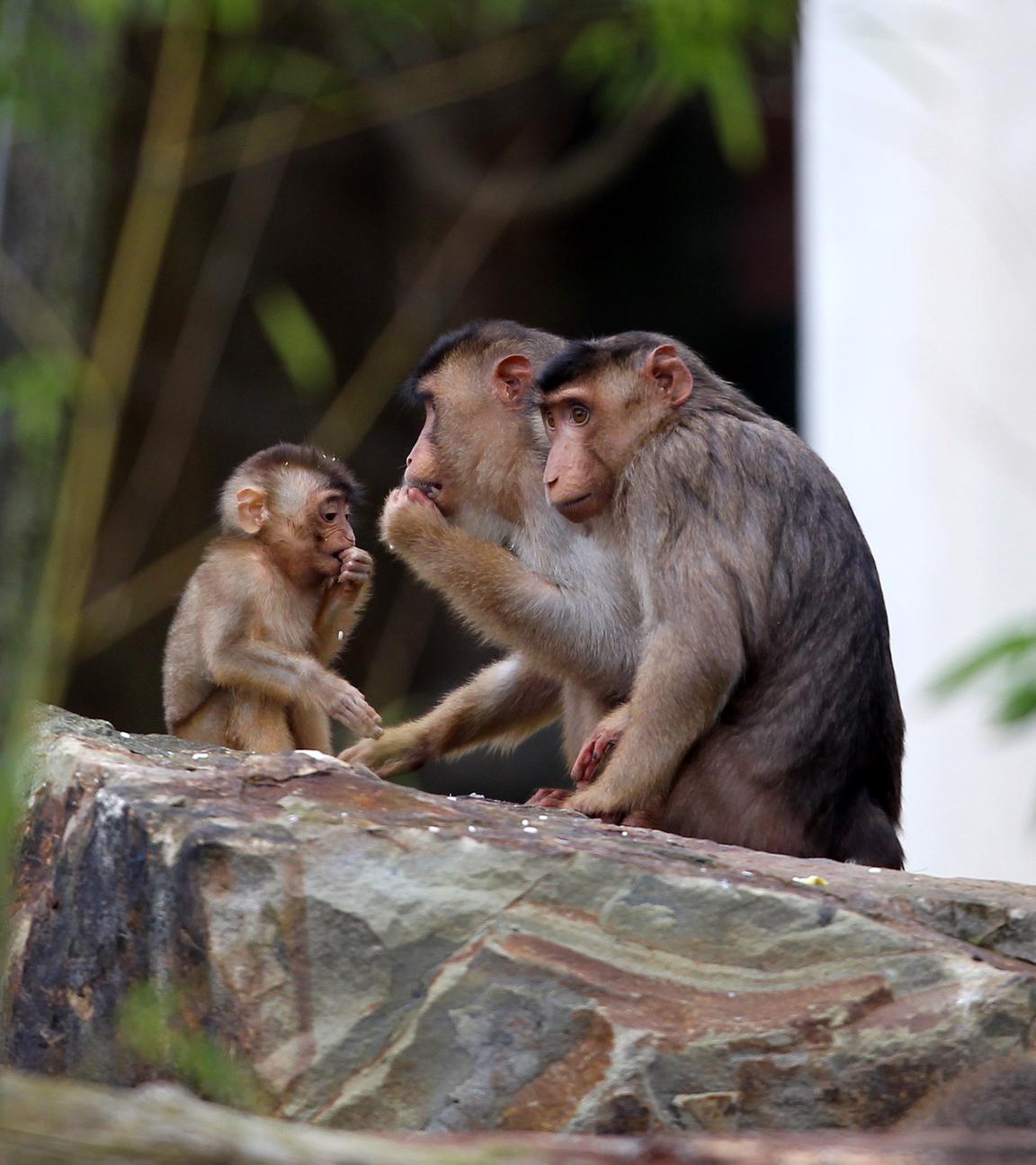Zu sehen sind Schwenisaffen im Gelsenkirchener Zoo. Zwei erwachsene Affen und ein kleinerer Affe, die etwas essen und auf einem Stein sitzen.