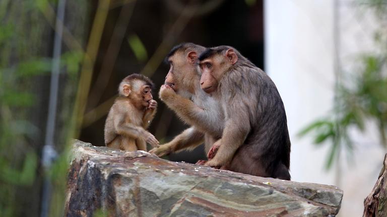Zu sehen sind Schwenisaffen im Gelsenkirchener Zoo. Zwei erwachsene Affen und ein kleinerer Affe, die etwas essen und auf einem Stein sitzen.