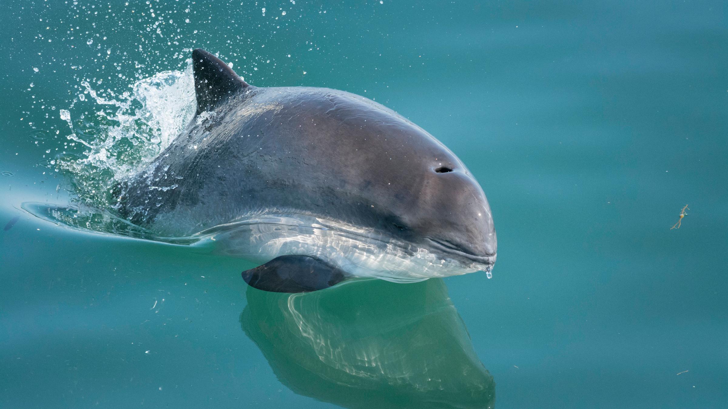 Ein Schweinswal springt aus dem Meer hervor und guckt süß.