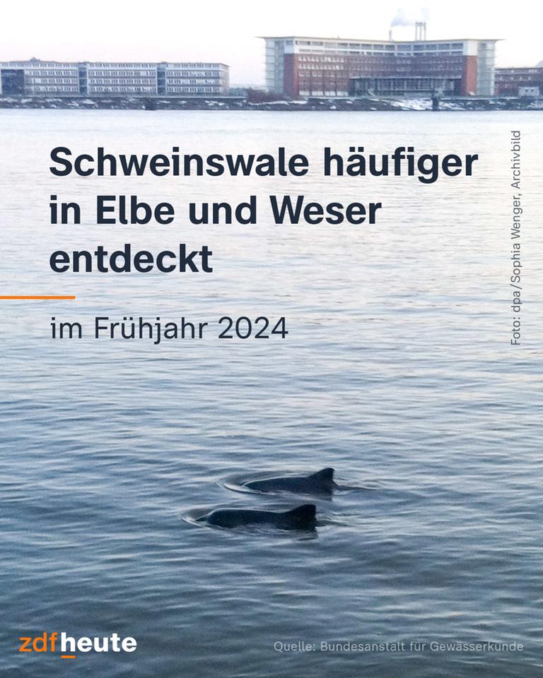 Schweinswale häufiger in Elbe und Weser entdeckt im Frühjahr 2024
