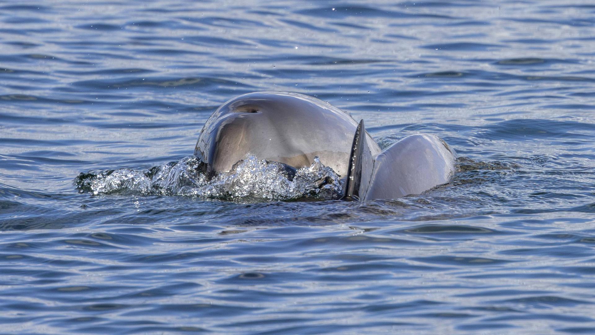 Ein Gewöhnlicher Schweinswal (Phocoena phocoena) mit Baby in der Ostsee
