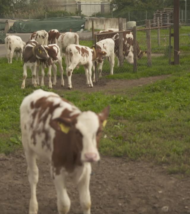 Kälbchen auf einer Wiese