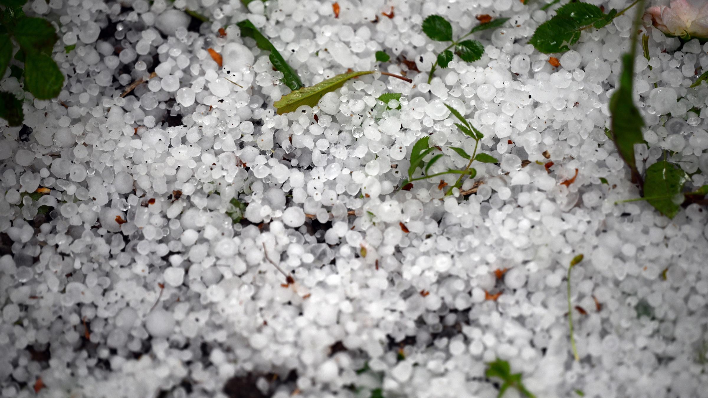 Nordrhein-Westfalen, Köln: Hagelkörner liegen nach einem Gewitter in einem Gartenbeet.